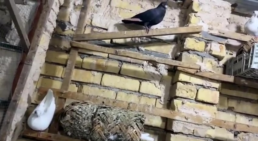سطح ارافل • ٩ ازواج • ٣ نياشين