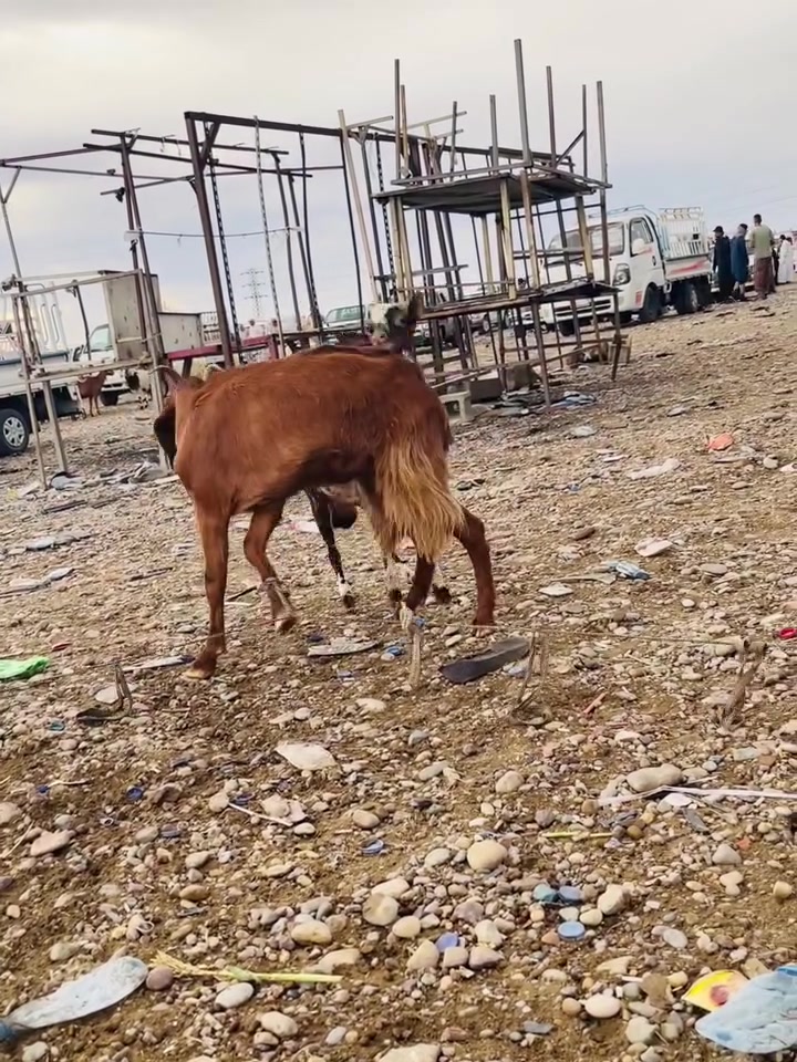 السلام عليكم يابة وين شرايت النوادر جدي قطري أصلي خط أول شرط الفحولية شرط شرط وبعدة مامبدل السعر 270وبي مجال مكاني تكريت الديوم التواصل ع خاص او على رقم الهاتف *********** الرقم بي واتساب وكلشي بي.
