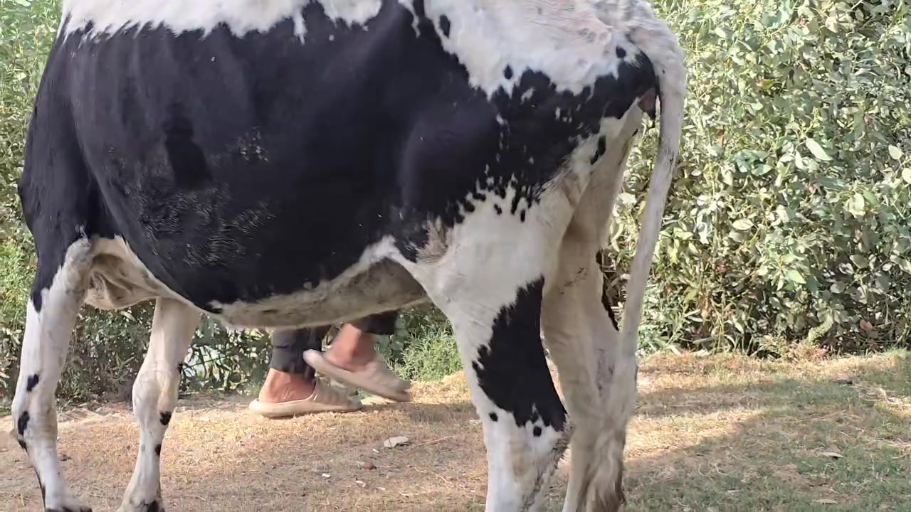 هاشه • تحلب • الديوانية قضاء شاميه
