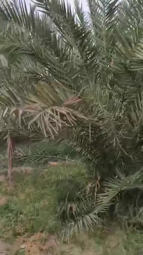 بستان نخيل • ١٧ نخلة برحي • بدون طابو