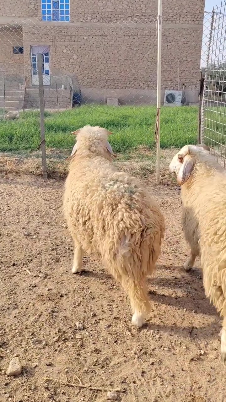 طليان ٢ • حديثه • توصيل