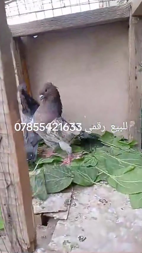 سلام عايكم متاح الزوج ب20وبيهن مجال عنوان تاجي المشاهدة رقمي ***********
