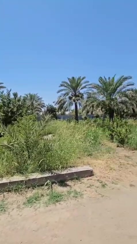 سلام عليكم يوجد مزرعه للبيع مساحته 4000 متر واجه 50 نزال 80 تحتوي على بيت 140 متر جاهز غير مسكون بناء جديد تحتوي على اشجار الحمضيات والفواكه نخيل اسطه عمران وبرحي حديقه كبيره باربكيو شواء بير ماء للسقي وماء اساله عنوانه الكاضميه الطي مقابل مصنع المنصور نزال المختار اي

استفسار ***********
