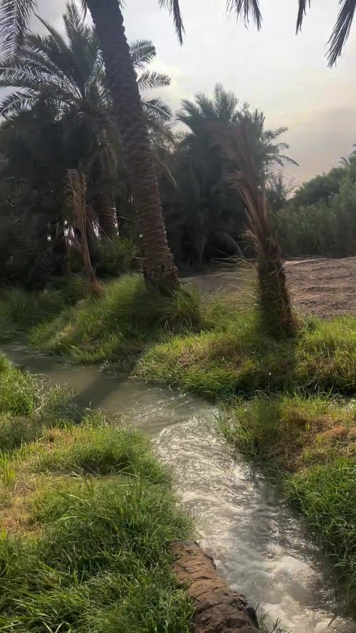 النوريه • طابو صرف • ١٣٠ دونم