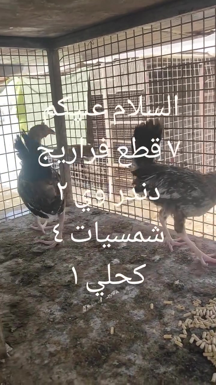 السلام عليكم 
متاح 
فراريج العدد ٧
المسيب حي العسكري
