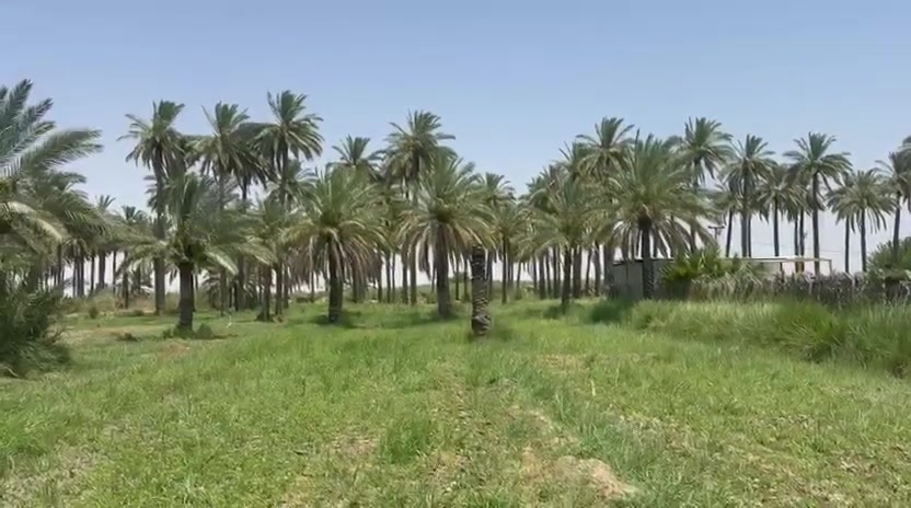 بستان. مساحه 11 دونم البيع في الشهابي لارض زراعيه صالحه الزراعه ينباع من عنده فردي عادي 
سند ٢٥ طابو زراعي 

***********
***********
