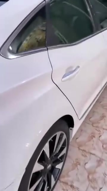فيديو • ٢٠١٣ • رقم بابل