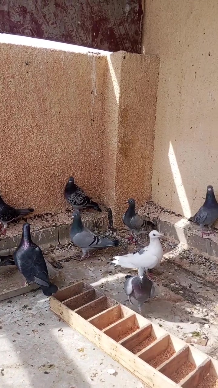 ١٧ تك • اغلبها مخاليف