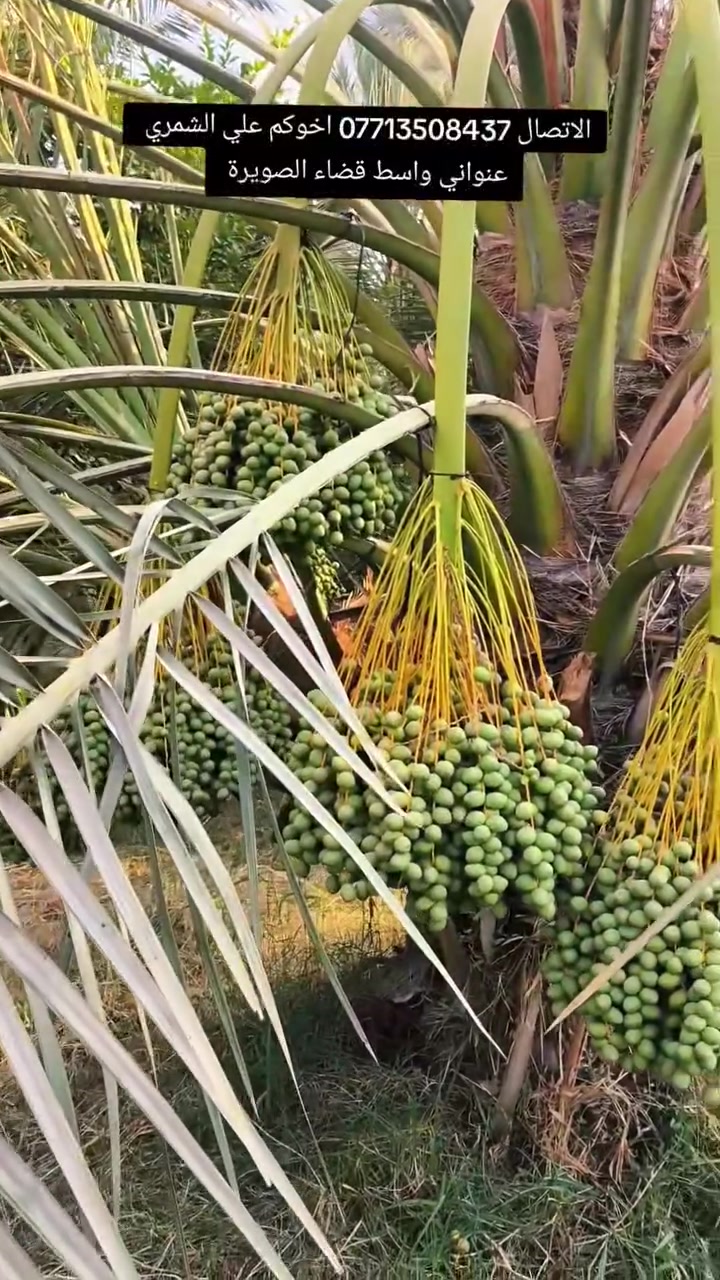 السلام عليكم بتاريخ/19/7/2026/  نعرض لكم فسائل برحي  مجذرة  تحت الام احجام خشنة ايضا يتوفر مكتوم قلع من تحت الام  هذا بوصل ضمان لحين الاثمار  القلع بحضور المشتري الي راغب بالشراء عنواني واسط الصويرة لاتصال *********** 
علي الشمري البيع النخيل
