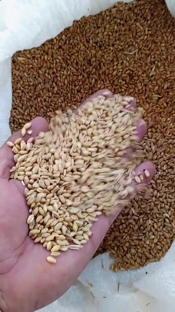 الدجيل ‏‪***********‬‏
