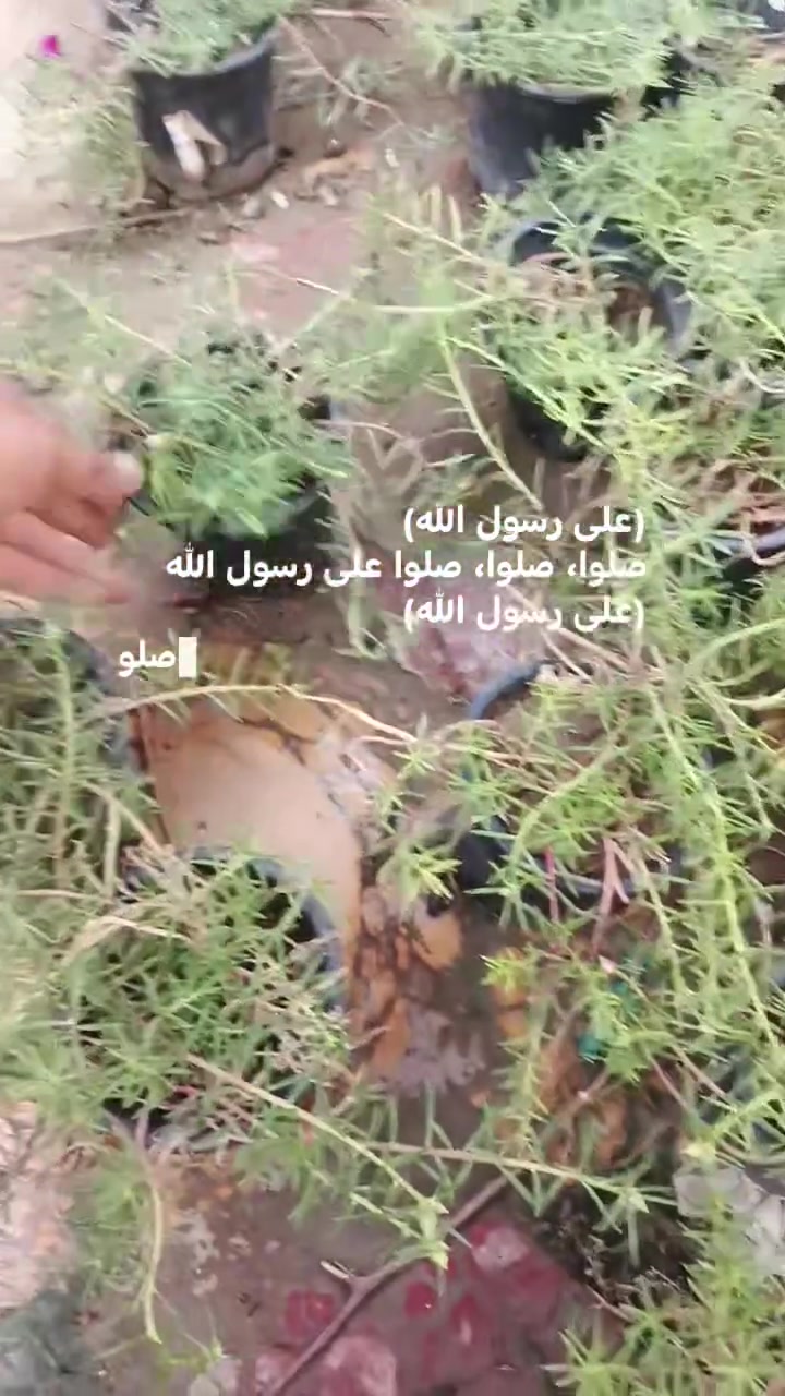 سندانة • ورد الصباح • ألوان مشكّلة