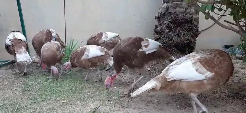 الفسيفس • ٥ ذكر • ٣ انثى