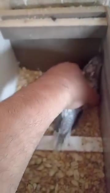 متوفر • كوكتيل انكليزي • للتأليف