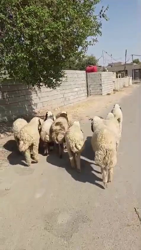 بسم الله ما شاء الله
#طليان  العدد ١٢ تسعه فطايم وثلاثه فحل طليان كلهن شكه من حلال كريش حلال خير من الله وكصه وحده يرهمن ارباط وكصابه المكان واسط الشحيميه قريه ١٠
***********
