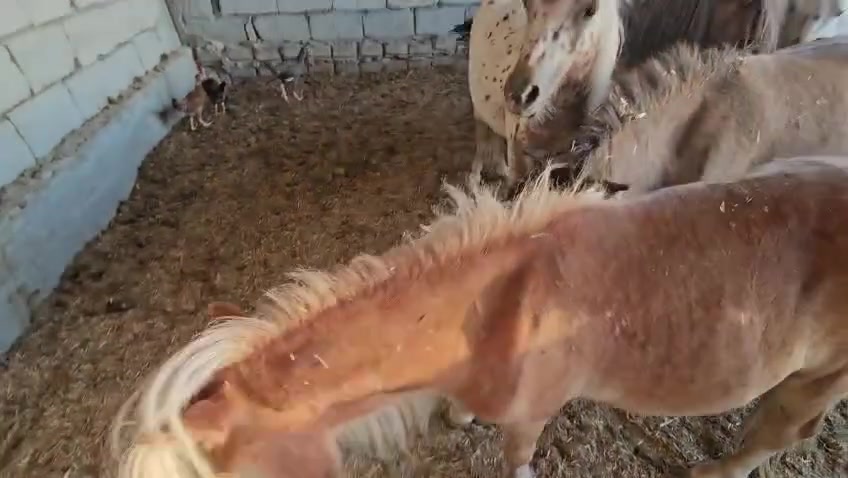 السلام عليكم اخوان بفظل الله تم وصول وجبه فرس البوني القزم مكاني بغداد للإستفسار ***********/  ***********

