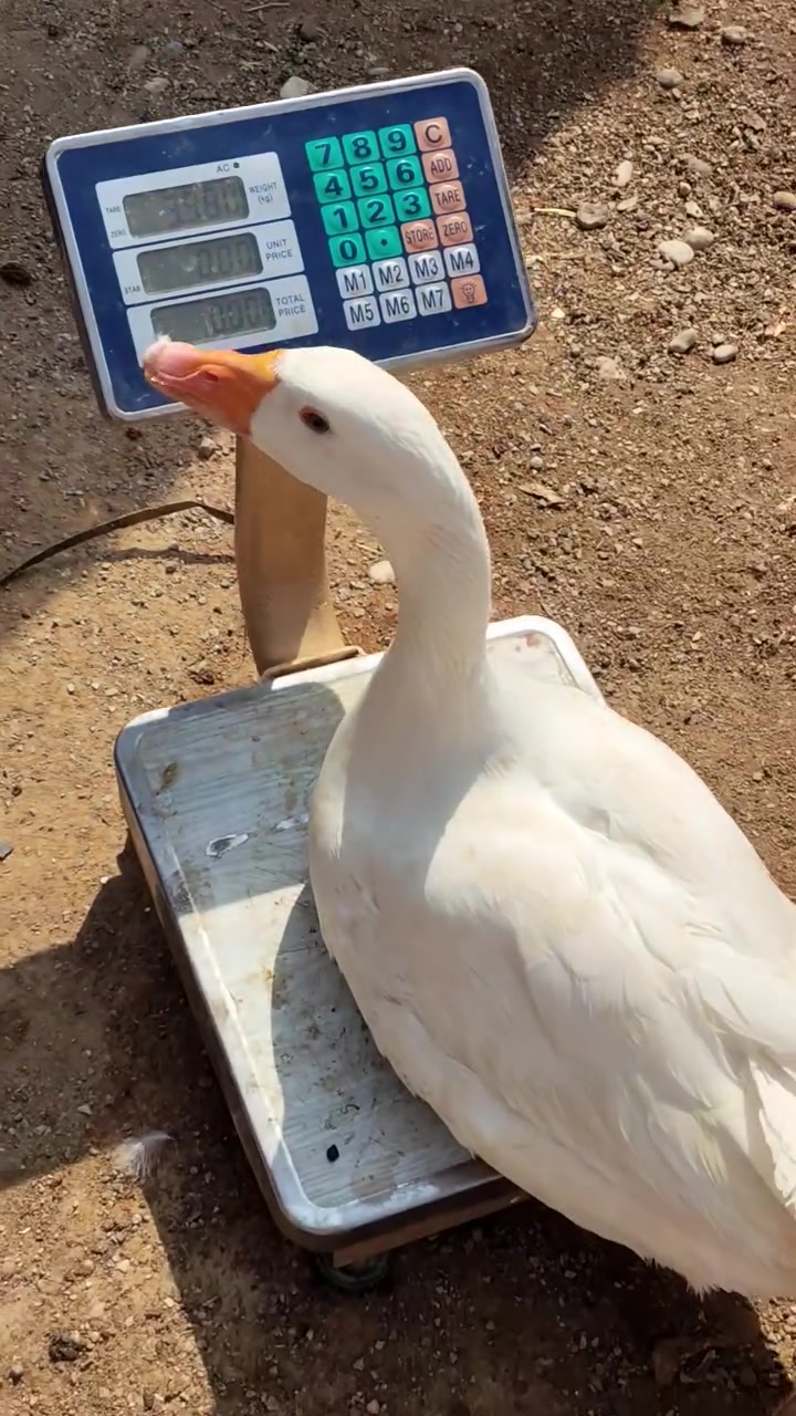 ١٠ قاز • جوان • سمود