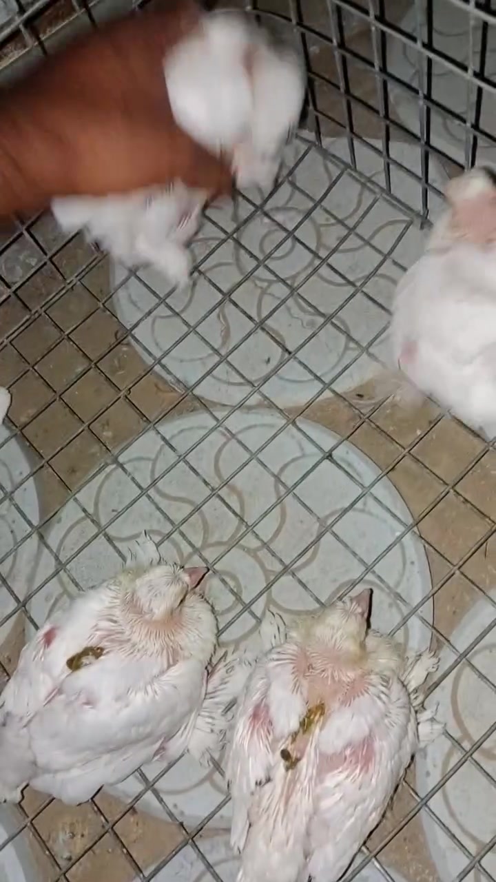 فرخات • ٤عرايس • ٣ارافل
