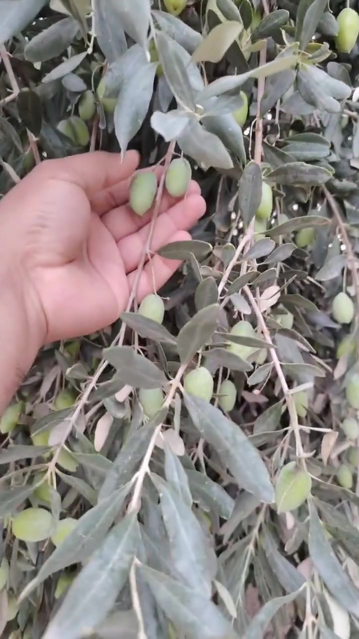 زيتون طازج • أربيل طريق الكمرك • واتساب