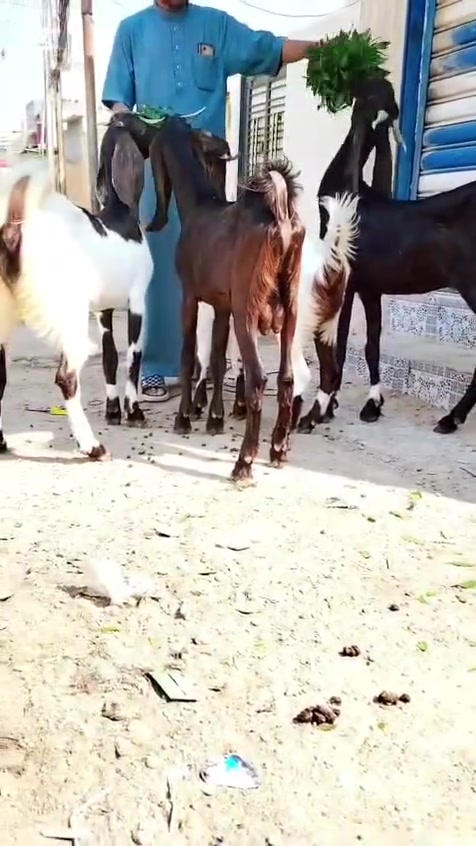 حلال حلو • سونار • توصيل محافظات