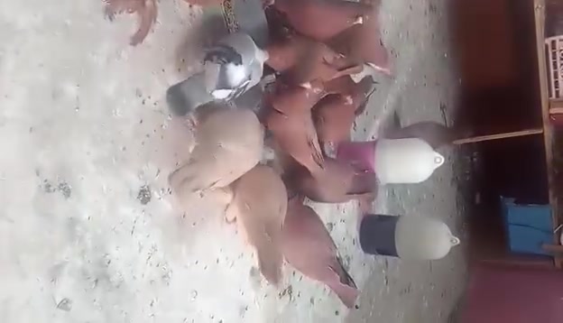 حمر • مخاليف وكبار • فحول راقية