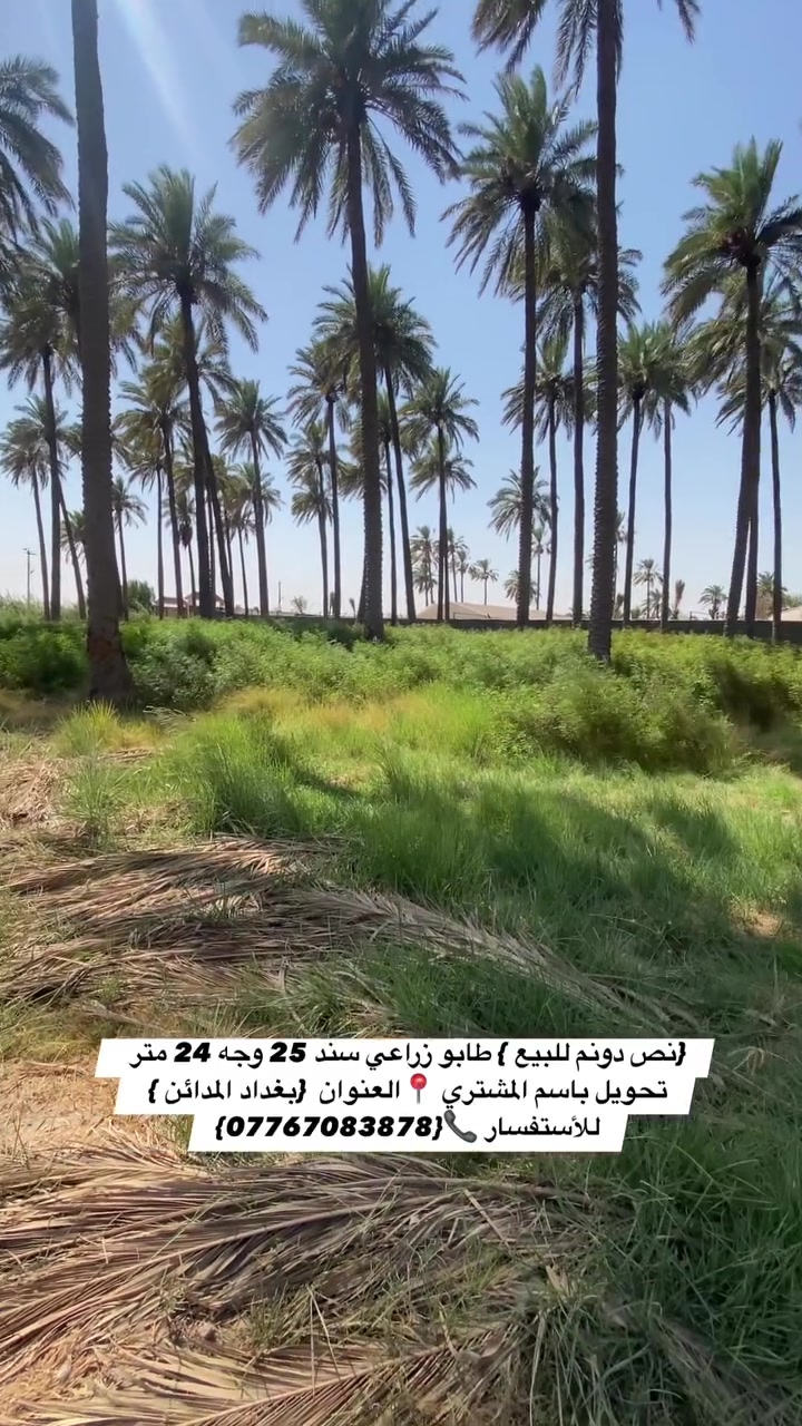 السلام عليكم {نص دونم للبيع } طابو زراعي سند 25 وجه 24 متر تحويل باسم المشتري 📍العنوان  {بغداد المدائن } منطقة الجعارة يحتوي على نخيل واصل مي سقي واسالة وكهرباء 
للأستفسار 📞{***********}

 #بستان #مزرعة #عقارات #نخيل #مقاولات
