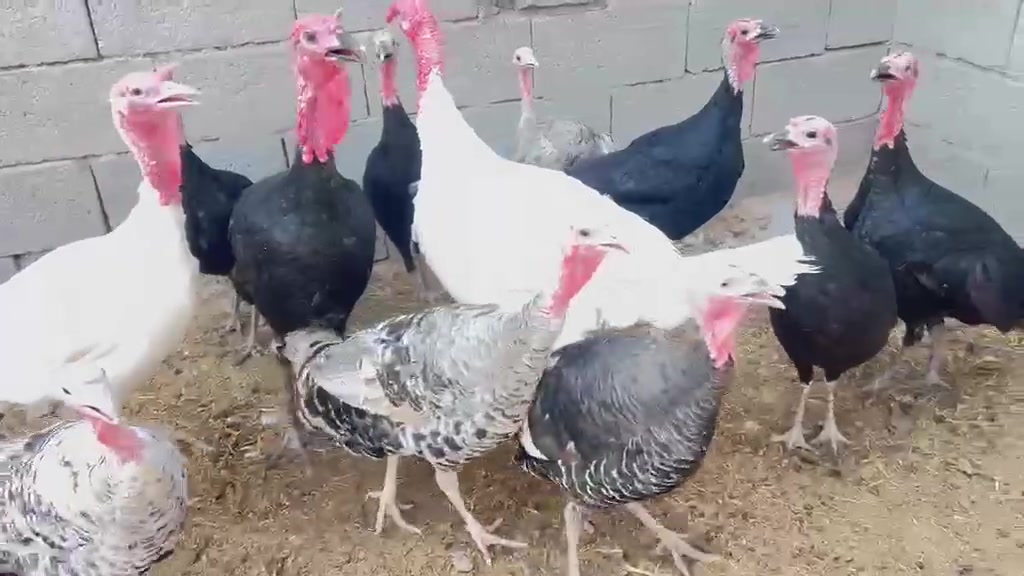 نثايه ٩ • فحله ٣ • طريق الحصوه دايره