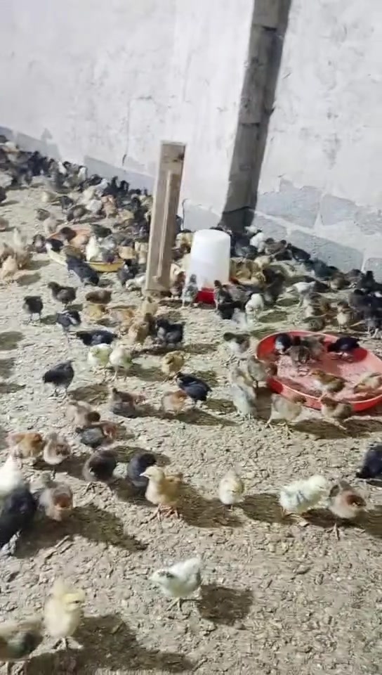 عروض مفقس أبو شهم 🔥
🐣 أفراخ دجاج عرب معدلة

​العمر: 8 أيام (ماخذة كامل اللقاحات والعلاجات)

​السعر: 2,500 دينار للزوج

​البيع: بالجملة والكميات فقط (العدد محدود) 

​📍 العنوان: بغداد - المشاهدة

🚚 التوصيل: متوفر لجميع مناطق بغداد

​📲 للحجز والتواصل واتساب:

***********
