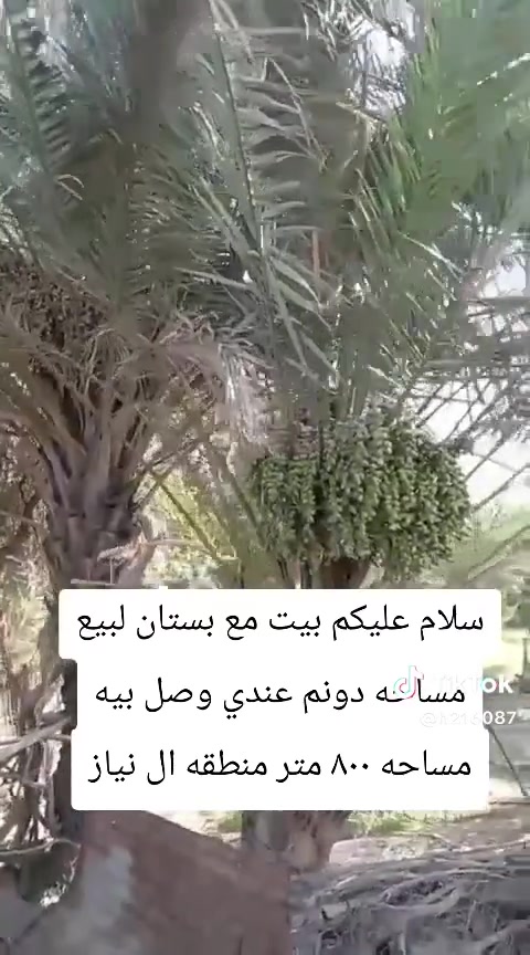 سلام عليكم بستان مساحه دونم مع بيت لبيع مكان عد النياز *********** اي ستفسر رسلني وتساب

