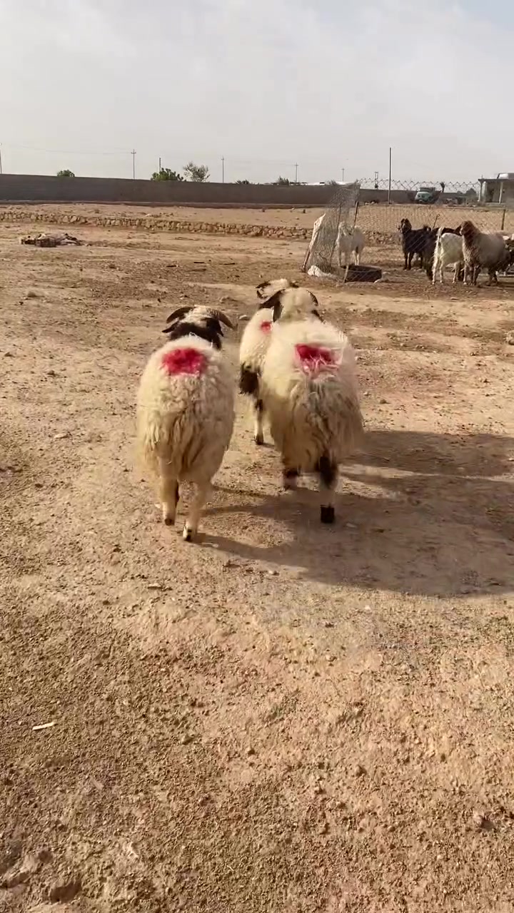 طليان • ٣ حبات • درجة أولى