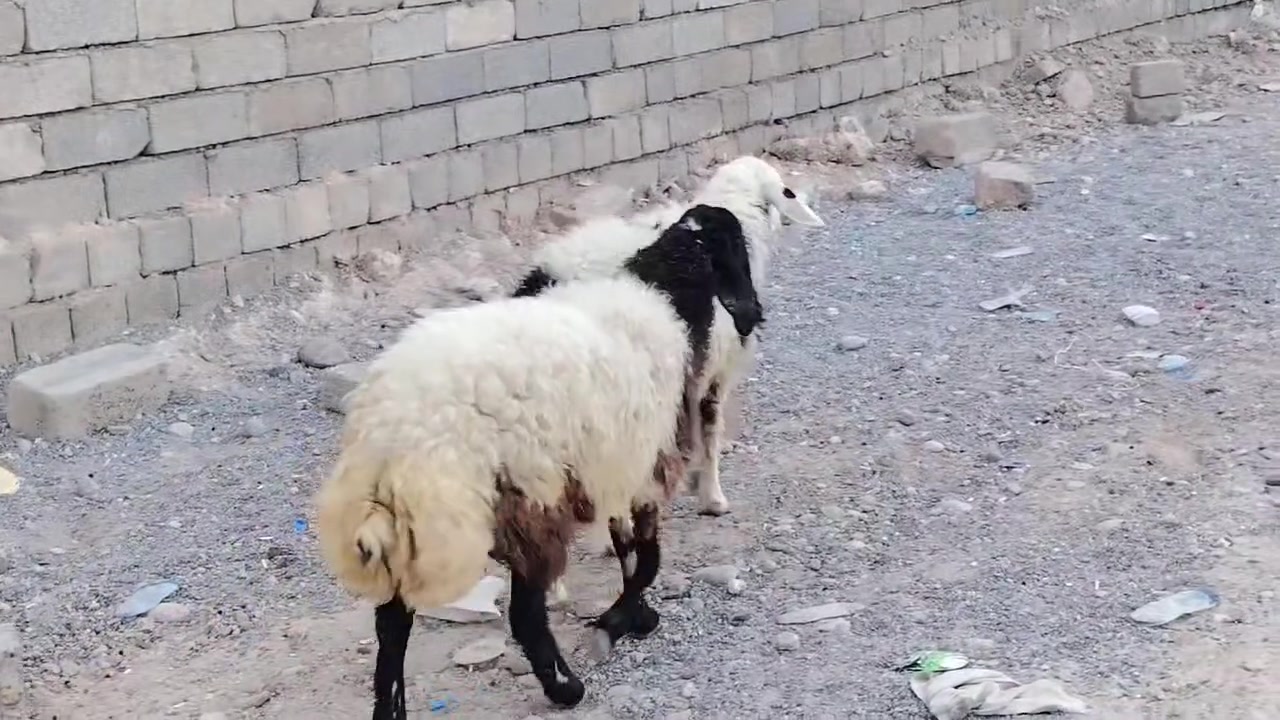 سلام عليكم يوجد وراجين العدد 2 محنيات للبيع مكاني صلاح الدين بيجي قرية المزرعة للاستفسار للاتصال على الرقم *********** يوجد خدمه توصيل حسب الاتفاق
