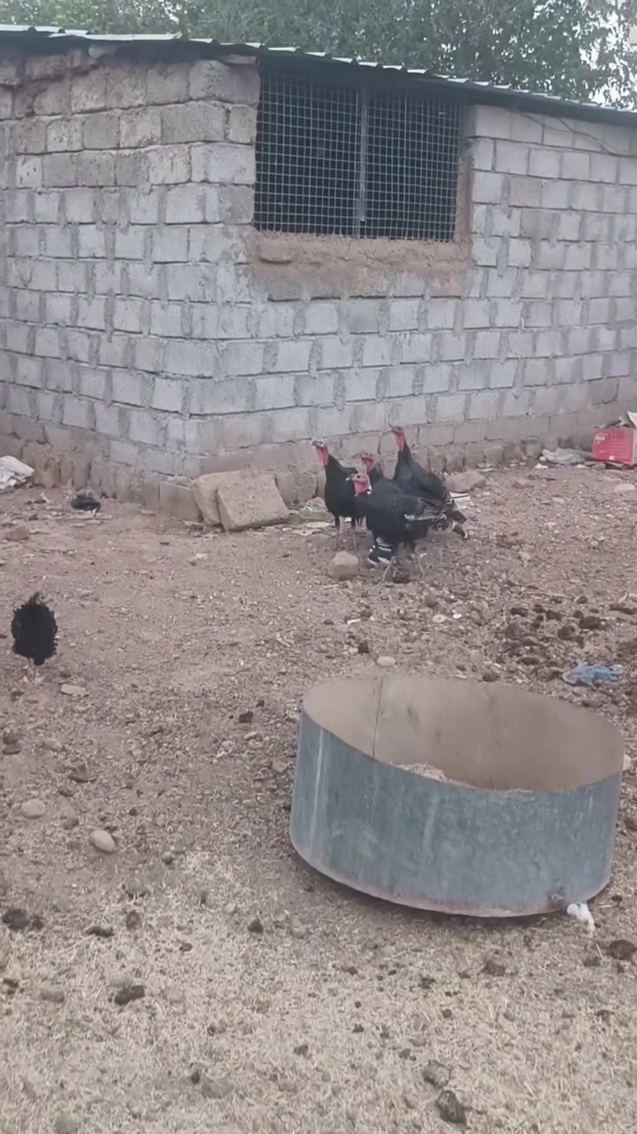 بصراويت • ٥ فراريج • ٥ كيلوات