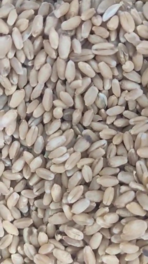 حنطة نزار • بذور • الحويجة قبان السراي