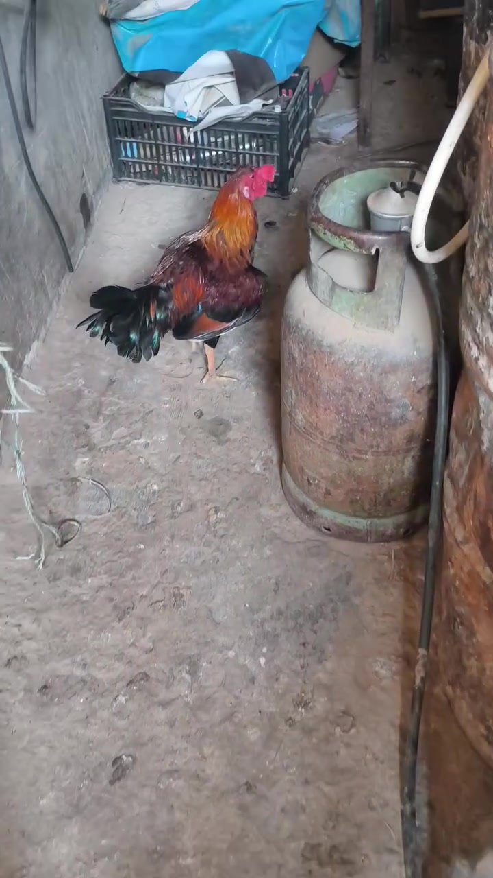 ديج • للبيع • صلاحيه
