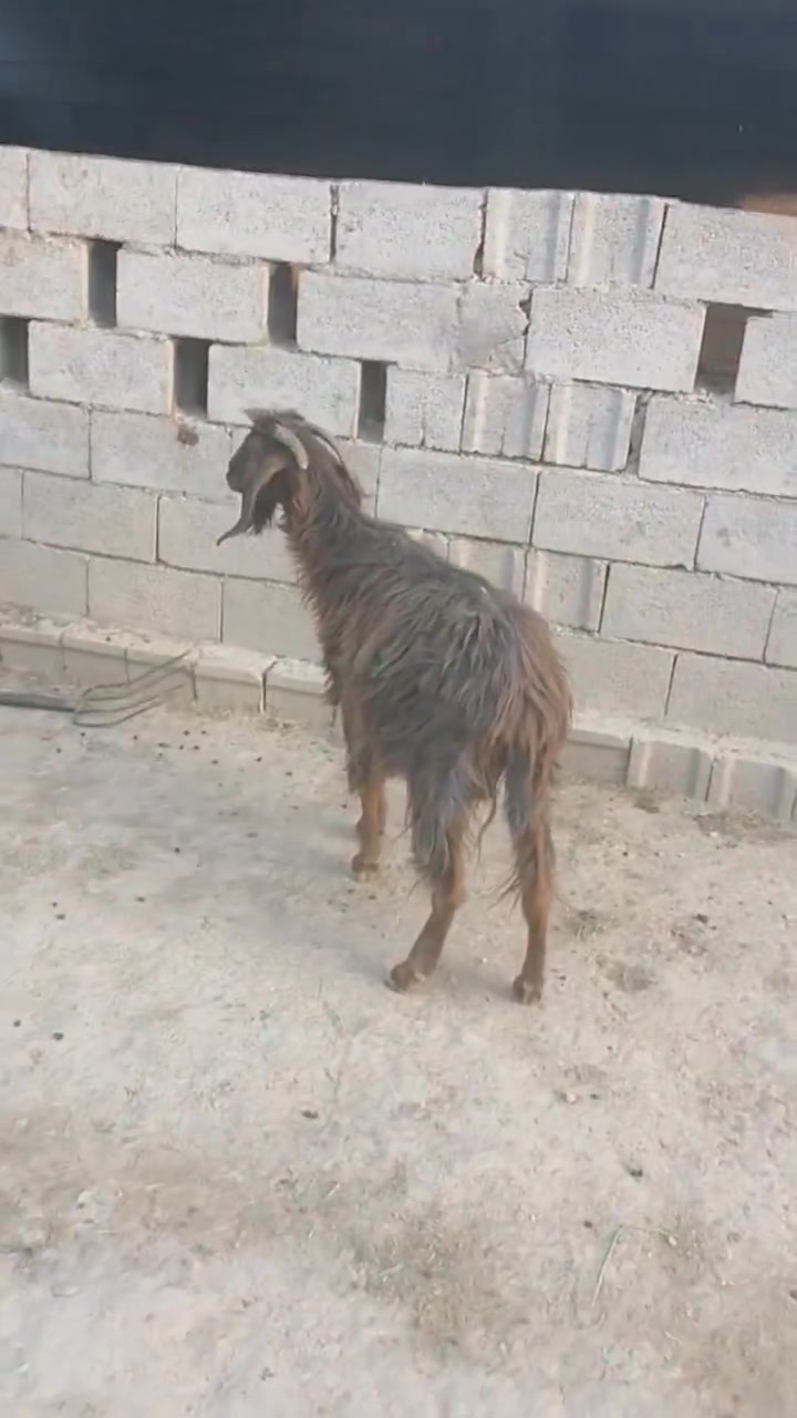بسم الله ما شاء الله
#طليان فحل وفطيمه خشنات يرهمن ارباط وكصابه +نعجه سمينه اكصابه

#صخله حلوه وشرط الصحه ضعيفه ومناسبه

#كشتير حلو وخشن يرهم ارباط وكصابه

#المكان واسط الشحيميه قريه ١٠ /***********

#ملاحضه اخوان اشتري جميع المواشي وشتريد من ذبايح مال مناسبات مال ارباط عندي
#علق أب تم وتابع الحساب يوصلك كلشي جديد @إشارة

