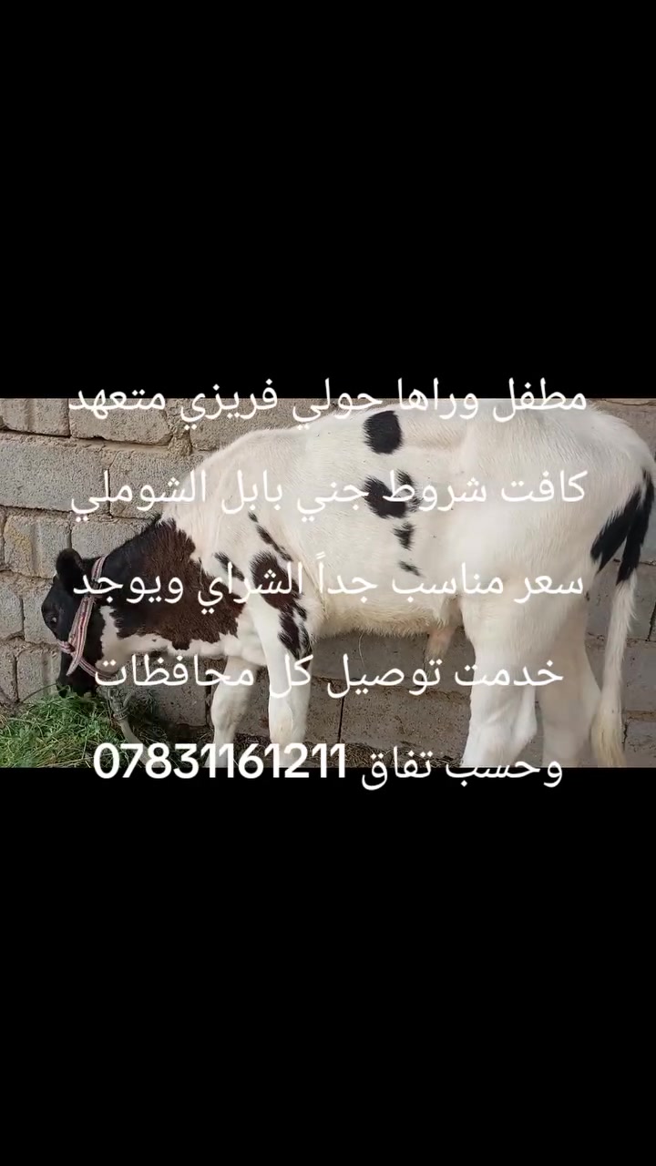 بابل الشوملي • توصيل • سعر مناسب