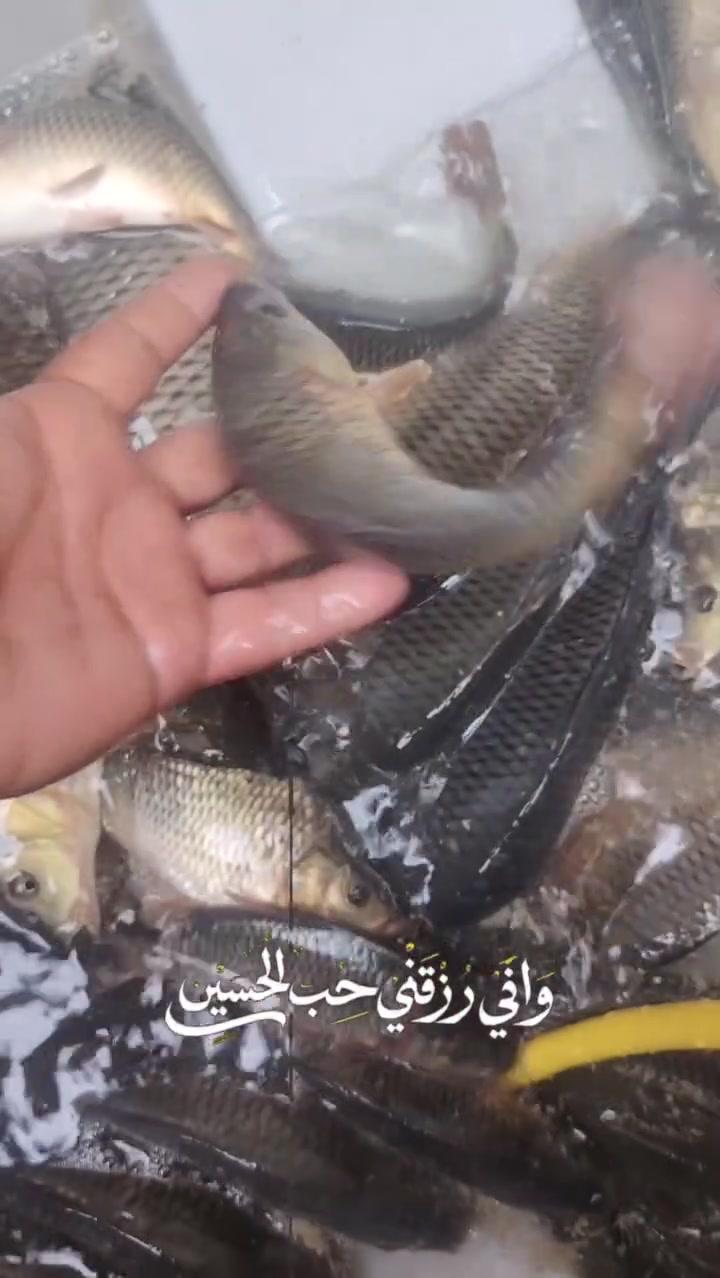 سمك سمتي • بحيرات عدل • توصيل