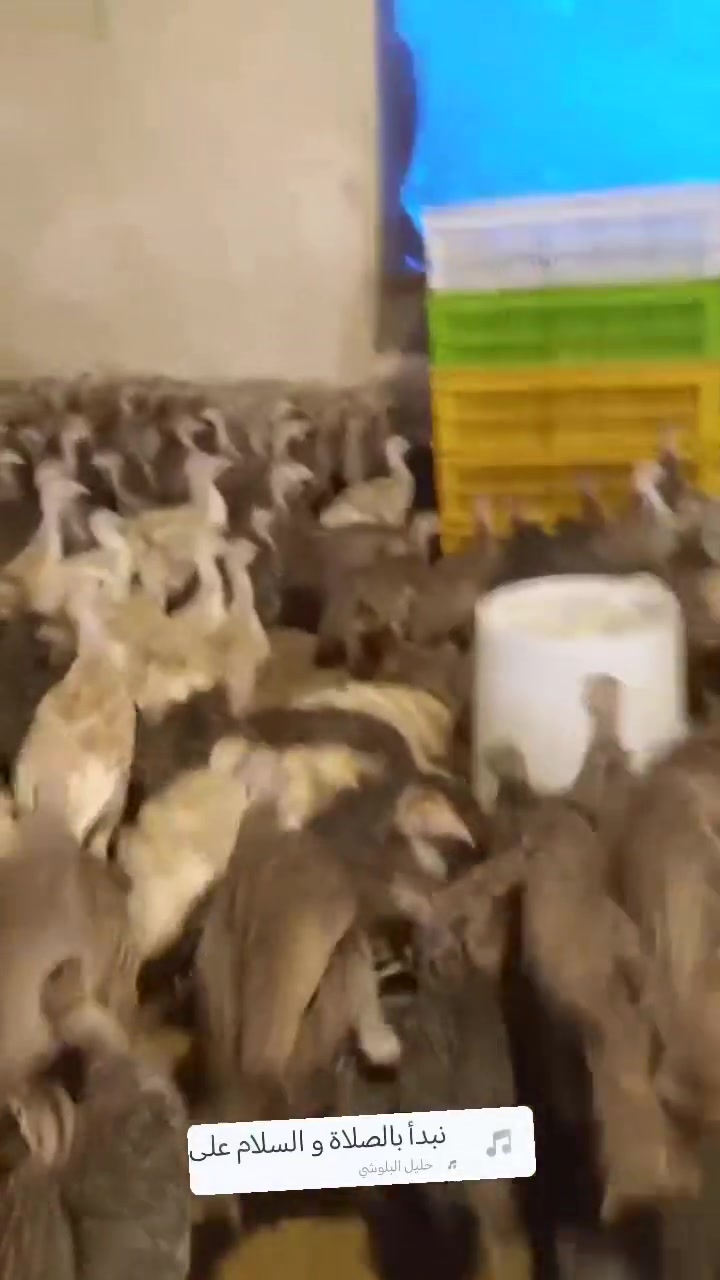 افراخ فسيفس • ٦٠يوم • ملقح كامل