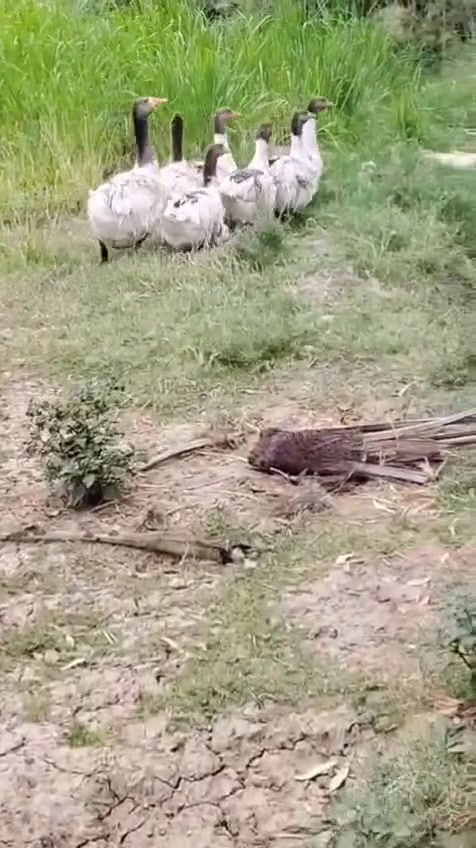 وز • ٦ إناث • ذكر واحد