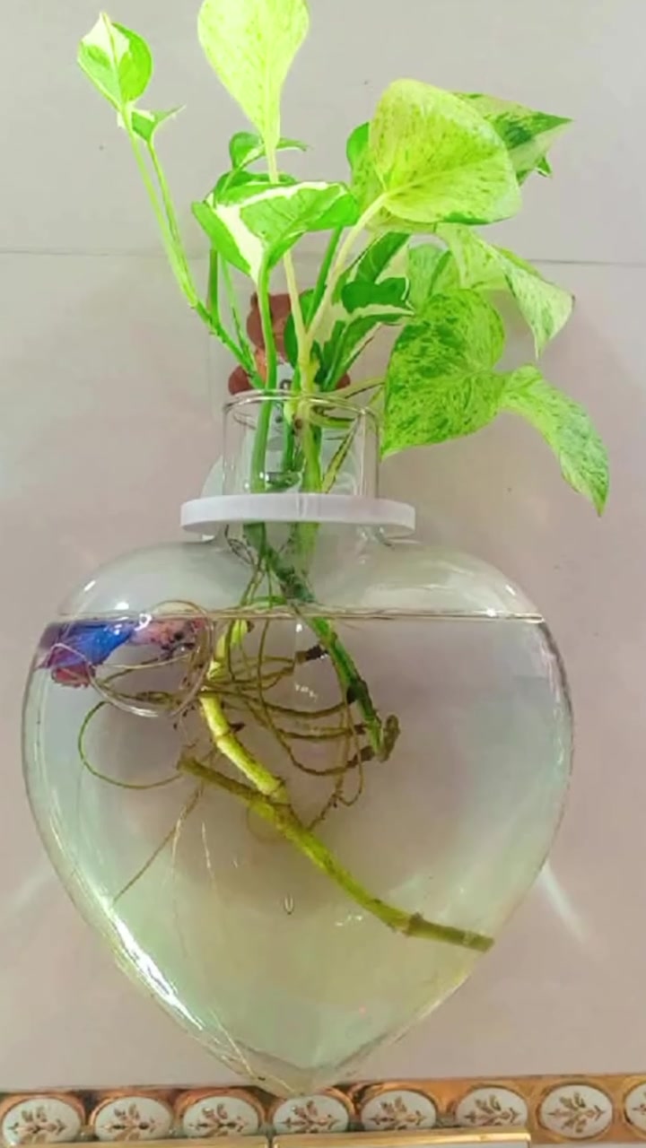 🌿✨ لعشّاق النباتات… هذا مكانكم! 🪴💚
أم رقية للسنادين وإكسسوارات النباتات 🌸
✨ جديد ومميز دائماً
🚕 توصيل لكل محافظات العراق
📲 ***********

👀 تابعنا وشوف الجديد!

#ام_رقية #سنادين #نباتات #اكسسوارات_نباتات #العراق #محبي_النباتات
