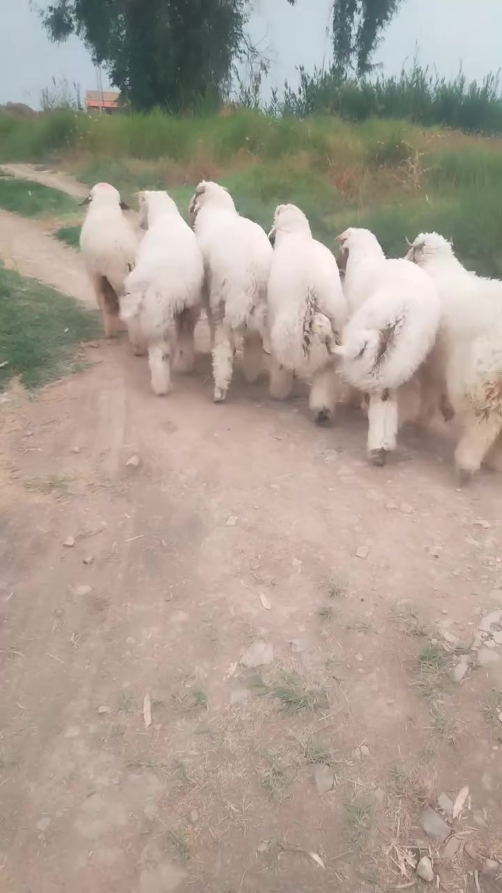 طليان • للبيع • ديالي كنعان