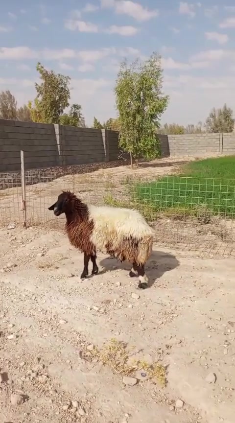 السلام عليكم
اخوان 5 نعاج سن وشطر كلهن عشر بيهن  مبينهن بعد ما مبين  غنم فاخره مال جناي سعر لزوج ٨٢٥  الف وبيه مجال مكان حديثه *********** يوجد توصيل حسب لاتفاق
