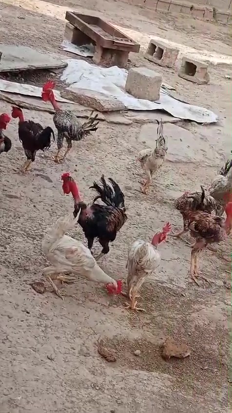 ديوكه • مودلي • صلاح الدين قضاء الدور