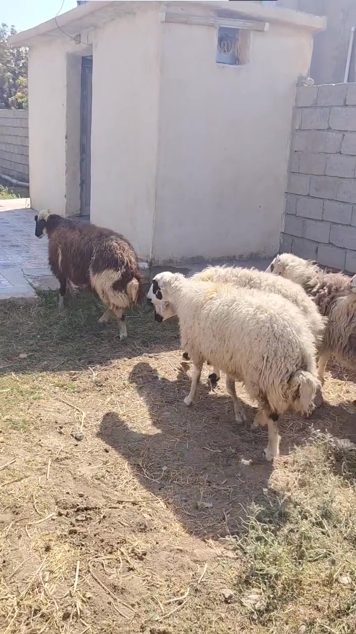 السلام عليكم متاح انعاج للبيع العدد 5 خشناته فول محنيات وحده عشار ثلث شهر ونص والبغيه تغريبن شهر ونص ناصحات ومعلجات مال جنيه المكان الشرقاط الساحل الايسر قريه اكنيطره خاص ماجاوب رقم الهاتف ***********@***********
