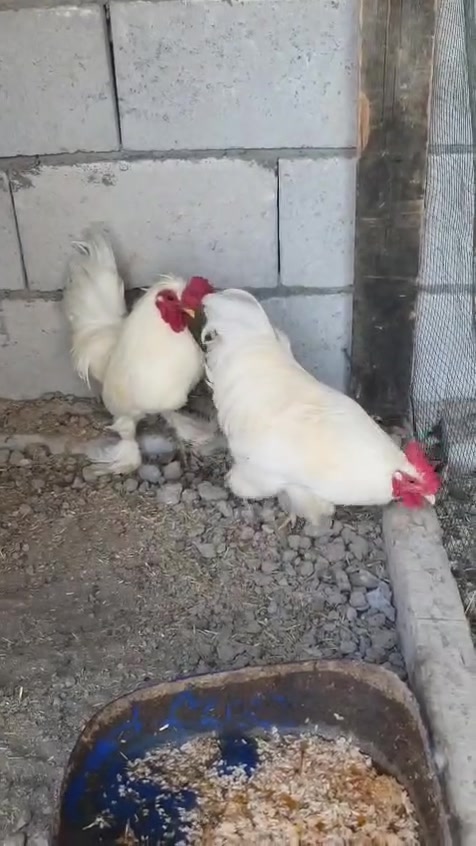 ديوجه كوجن • يمام عسكر