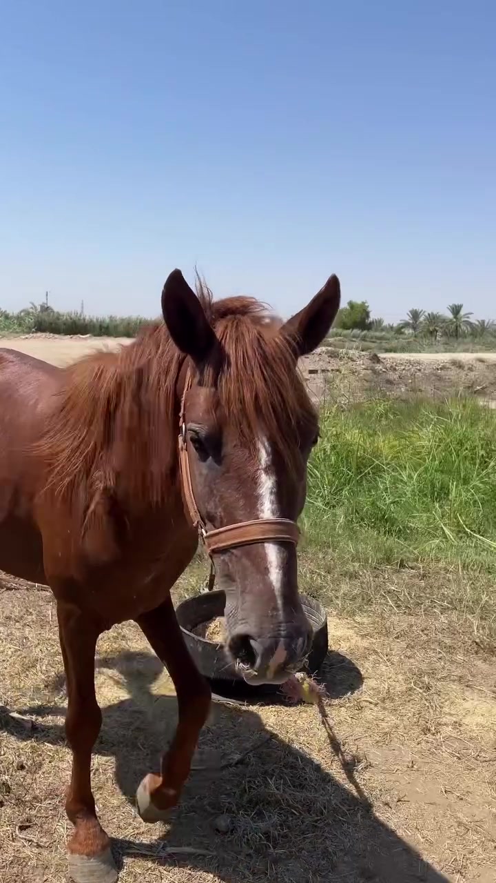 متاح حصان 🐎 للبيع ارتفاع 140 الشراي يتصل ***********/*********** مكاني بغداد التاجي شارع عمشة
