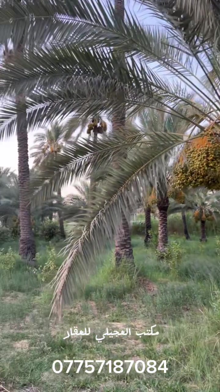 للبيع بستان طابو في قضاء المدائن المساحة دونمين يحتوي ع 70 نخلة واكثر من 100 شجرة ***********
