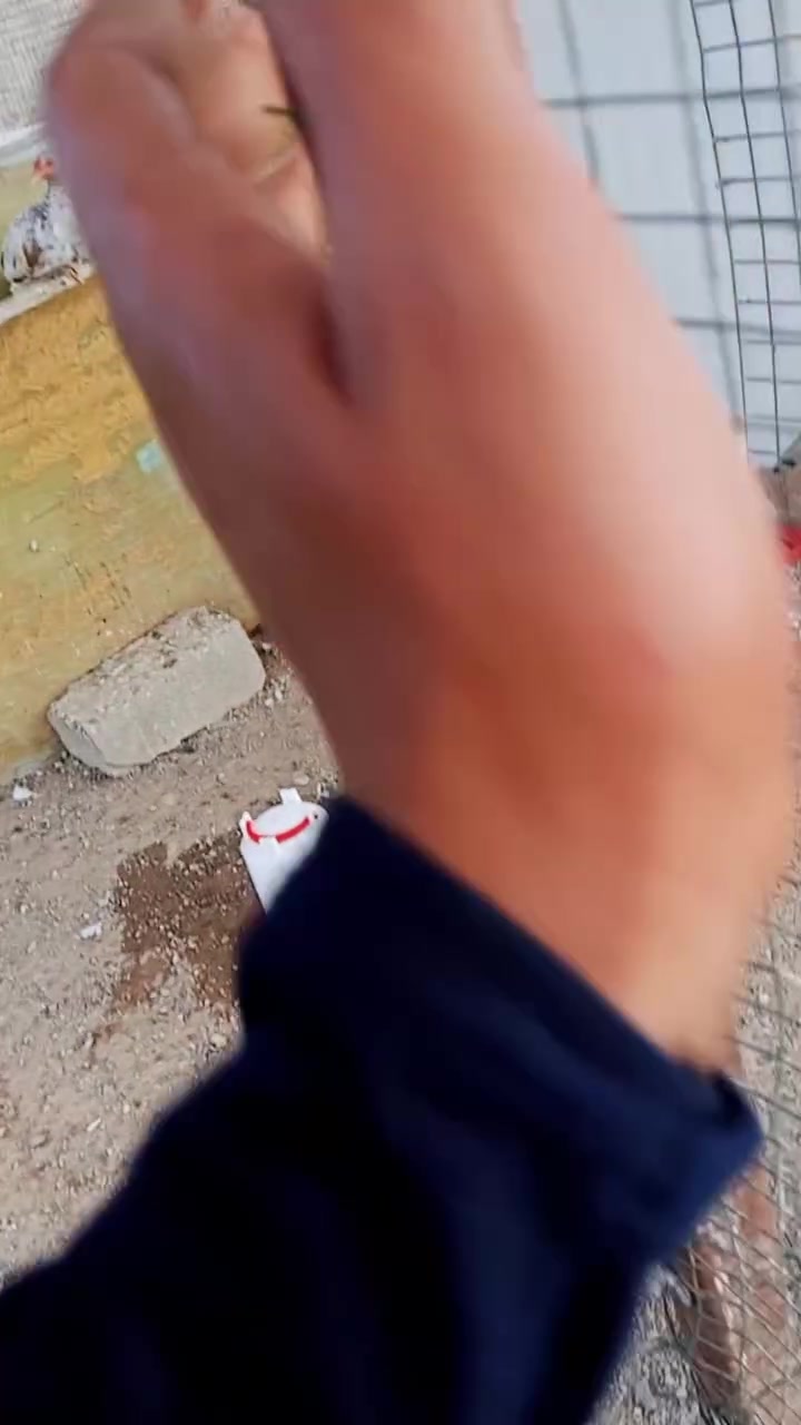 ديوكه عرب • زوج • للبيع