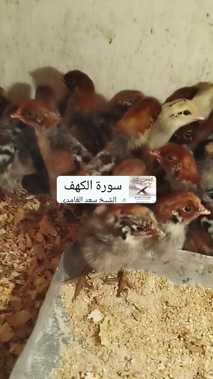 متوفر حاليا صواصي دجاج فيومي فضي العمر خمسة ايام سعر الزوج خمسة آلاف دينار الموصل الايمن حي العامل ***********
***********
