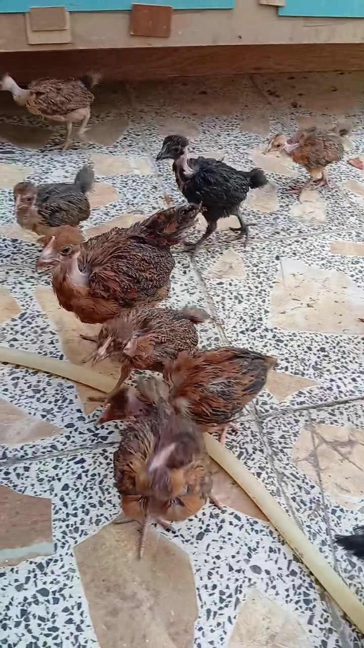 من رخصة أخونة لادمن متاح البيع ابو ركيبة العدد 30 زوج سعر الزوج 6 العنوان الناصرية الاسكان الصناعي رقم وتساب مامتواجد على الفيس ***********
