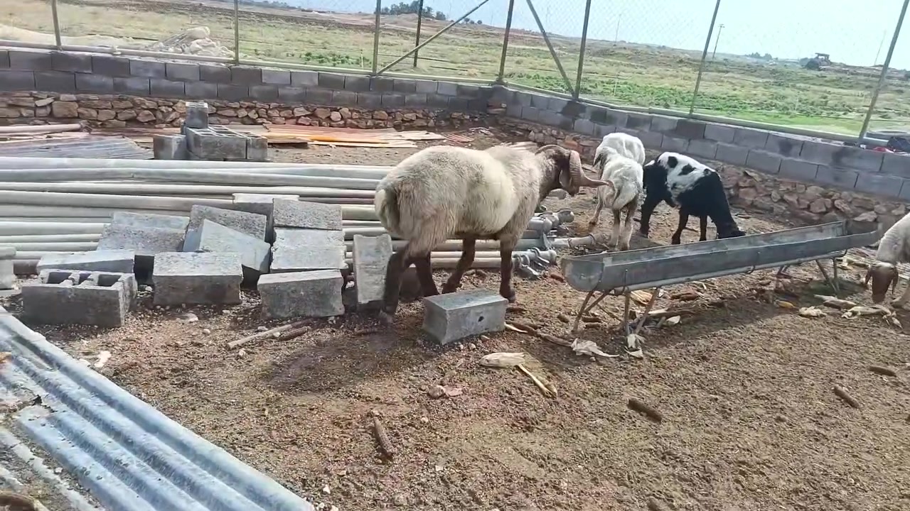 جبش حرجي • خشان • مبدل ٦ سنون